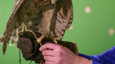 Avcı şahin pençesinden sıyrılır ve tuzağa düşmüş hayvandan küçük bir kuş postası alır. Fowler, evcil vahşi kuşdan önemli bir mesaj alıyor.