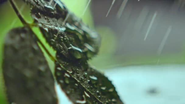 Вода Брызгает Крошечными Капельками Зеленые Листья Естественная Листва Насыщается Небольшим — стоковое видео