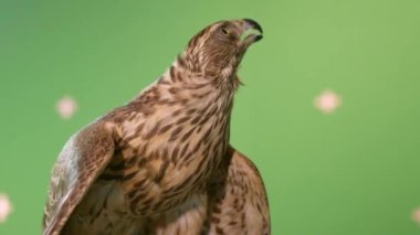 Kilitli pençelerle bağlanmış bir şahin avcıya küçük bir kuş postası taşır. Falcon, Fowler Hand 'in üzerinde oturuyor ve evcil vahşi hayvandan görev alıyor.