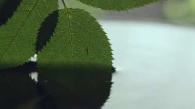 Doğal yapraklar batar ve temiz suda küçük daireler çizer. Yeşil yapraklar yavaşça suya batar ve sıvıyı kaseye doldurur.