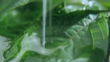 Yeşil yapraklar temiz sıvıyla ıslanıyor ve doyuyor. Doğal bitki örtüsü kuruyup kurumadan temiz suyu emer.