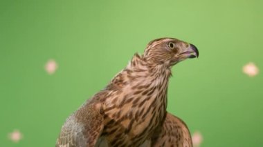 Tuzağa düşmüş şahin etrafına bakar ve özgürlüğü görmek ve hissetmek ister. Avcı eldiveni üzerinde oturan kahverengi ördek pençeleri ile etrafı keşfeder.
