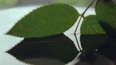 Yeşil yapraklar yavaşça şeffaf suya karışıyor. Doğal bitki örtüsü, temiz sıvı ve diplerde son dalga daireleri çizer.