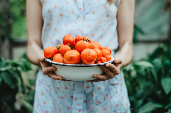 Woman Holding Bowl Freshly Picked Tomatoes — Stock Photo, Image