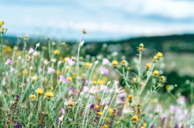 Tepedeki çeşitli renkli yabani çiçekler.