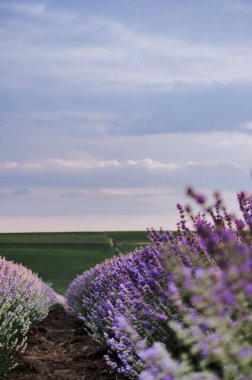 Lavander alan satırını kapat