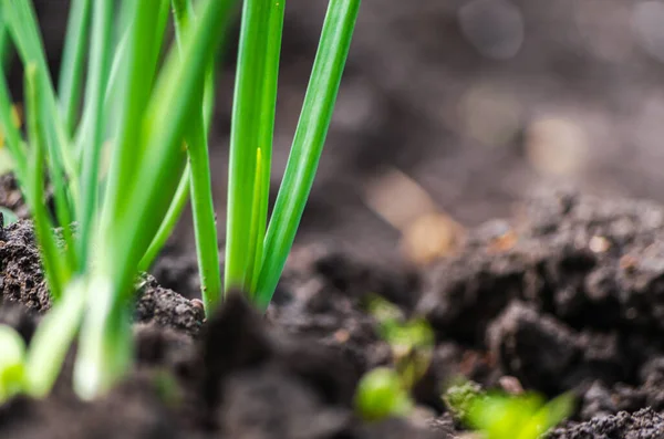 Primer Plano Orgánico Nuevo Crecimiento Cebolla Primavera Jardín Suelo Oscuro — Foto de Stock