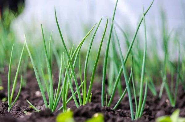 Zamknij Organiczne Wiosenne Rzędy Cebuli Ogrodzie — Zdjęcie stockowe