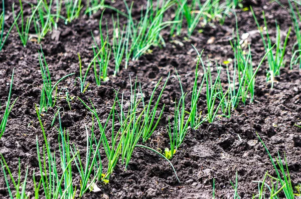 暗い土壌中の有機緑のタマネギの行 — ストック写真