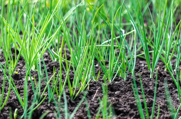 暗い土壌庭の有機緑のタマネギの行 — ストック写真