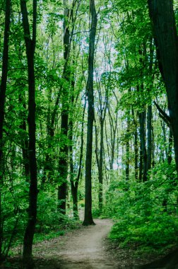 Yazın yemyeşil orman yolu