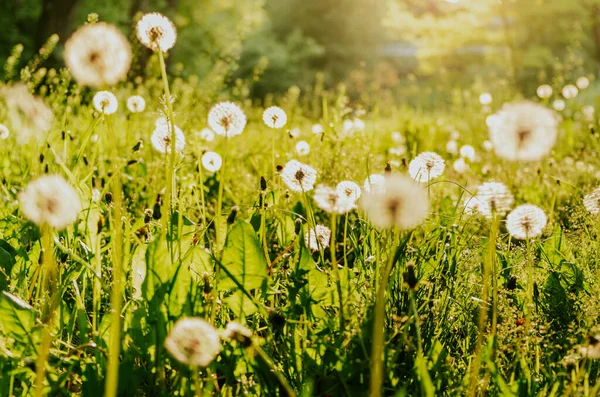 stock image Dandelion puffball field backlit by sunset light