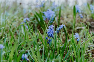 İlkbaharda orman yatağında mor kır çiçeklerini kapat.