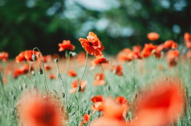 Çiçeklerin arasında seçici odak noktasında taze kırmızı haşhaş.