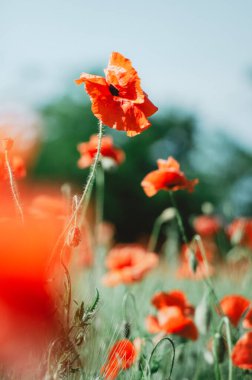 Bokeh arkaplanlı bir alanda canlı kırmızı gelincik çiçeklerinin seçici odağı