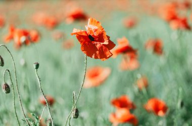 Bokeh arkaplanı olan bir alanda zarif kırmızı gelincik çiçeğinin seçici odağı