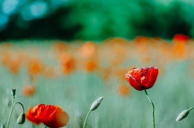 Yazın çiçek tarlasında haşhaş