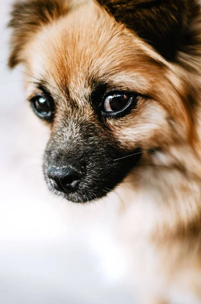 Portrait of intelligent lap dog with expressive eyes