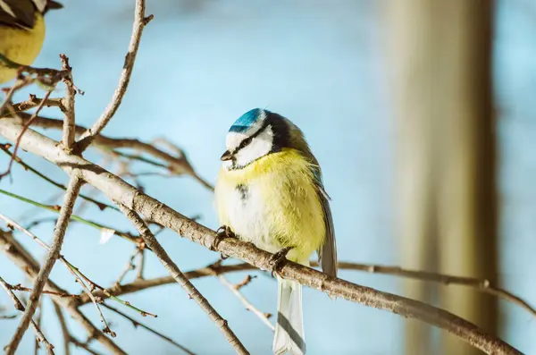 Blue tit bird on tree branch in winter forest