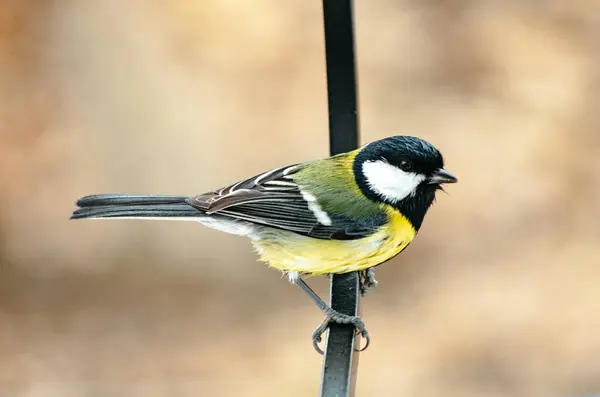 Great tit bird on a window bar with damp feathers
