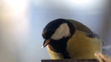 Yellow Great Tit close up at feeder