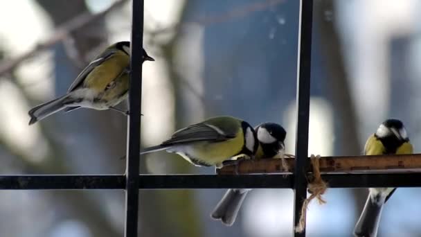 Aves Amarillas Comiendo Semillas Comedero — Vídeos de Stock