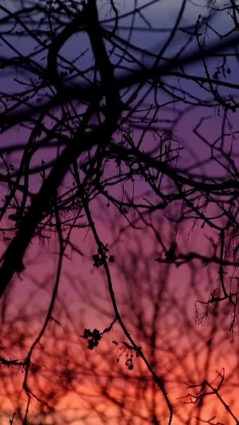 Peisaj Seren Iarnă Copaci Goi Gradient Cer Colorat — Videoclip de stoc