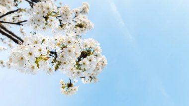 Arkaplan olarak gökyüzü ile çiçek açan beyaz çiçekler