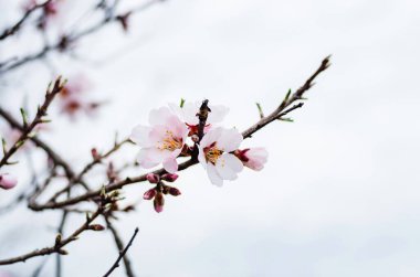 Elma dalı çiçek açıyor. Yakın plan.