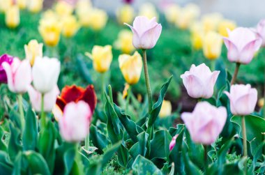 Bahar bahçesinde açan canlı renkli laleler.