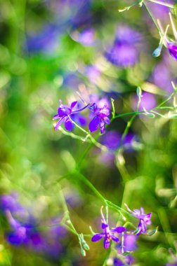 Consolida regalis mor çiçeği yumuşak sabah ışığı ile çayıra yakın