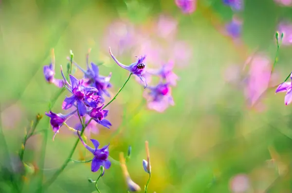 stock image Consolida regalis purple flower close up in meadow with soft morning light