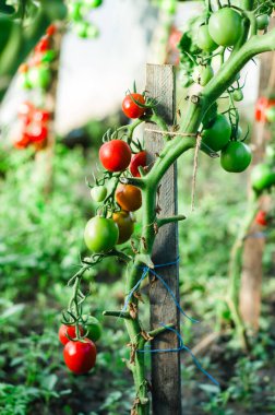 Serada daldaki kırmızı ve yeşil domatesleri kapatın.