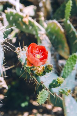 Opuntia bergeriana 'ya yakın kırmızı çiçekli dikenli armut kaktüsü
