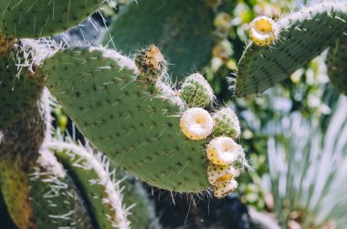 Opuntia bergeriana dikenli armut kaktüsünü yakın.