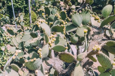 Geniş açılı Opuntia bergeriana dikenli armut kaktüsü ve sarı meyveli.