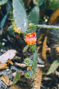 Arı dikenli armut kaktüsünden nektar topluyor. Kırmızı çiçek açıyor.