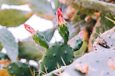 Dikenli armut kaktüsü tomurcukları yaklaşır