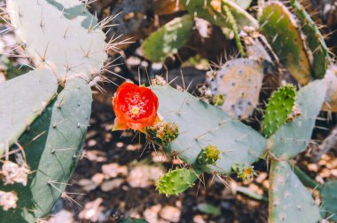 Opuntia bergeriana 'ya yakın kırmızı çiçekli dikenli armut kaktüsü