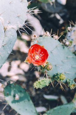 Close up of Opuntia bergeriana prickly pear cactus with red blooming flower clipart