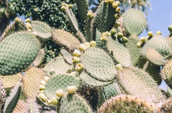 Düşük açılı Opuntia bergeriana dikenli armut kaktüsü ve sarı meyveli