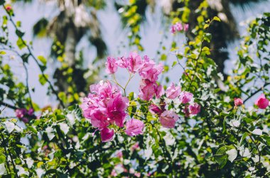 Canlı fuşya bougainvillea çiçekleri palmiye ağaçlarıyla çevrili.