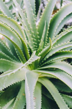 Mossen Costa i Llobera bahçelerinde şamdanlı aloe.