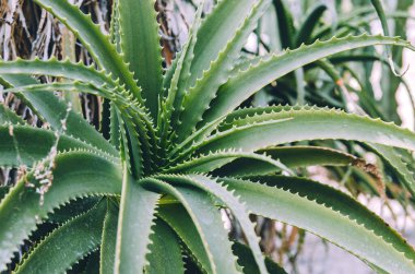 Mossen Costa i Llobera bahçelerinde şamdanlı aloe.