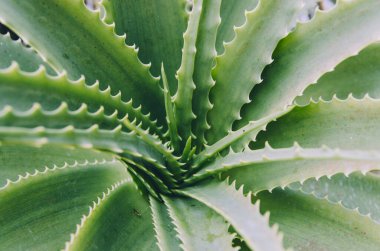 Candelabra aloe close up in Mossen Costa i Llobera gardens clipart