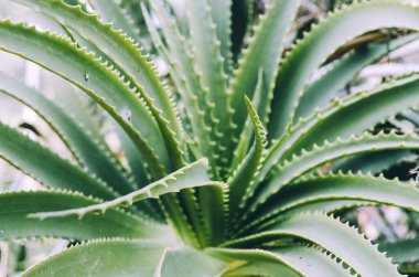 Mossen Costa i Llobera bahçelerinde şamdanlı aloe.