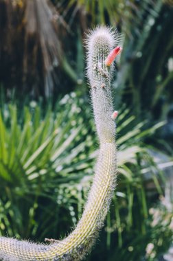 Gümüş meşale kaktüsünü, sıra dışı pembe çiçeklerle kapatın.