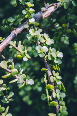 Elephant bush succulent branch close up clipart