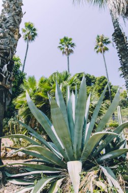 Arka planda palmiye ağaçları ile düşük açılı agave bitki görünümü