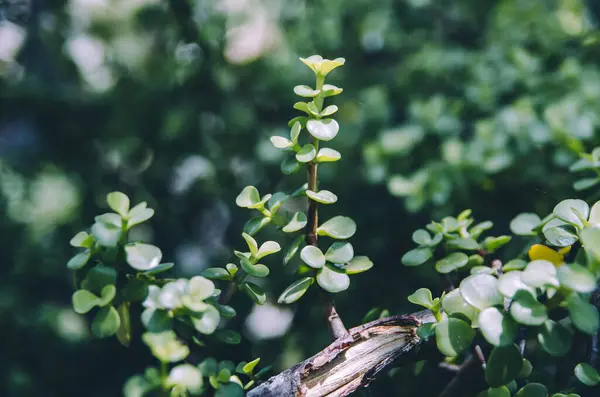 stock image Elephant bush succulent branch close up